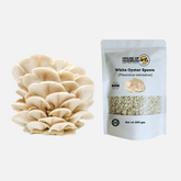 Mini Oyster Mushroom Spawn Bags – Special Bundle 600g | Easy Grow Kit